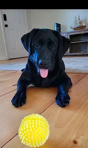 Name Labrador Retriever Dog Kaia