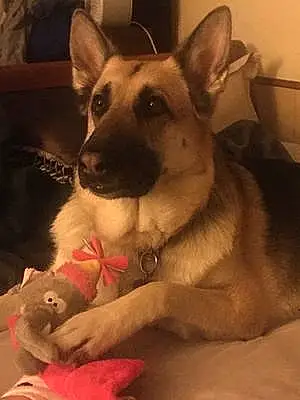 Toy German Shepherd Dog Rikka