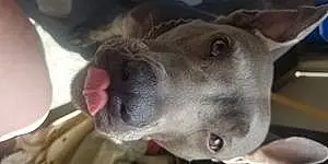 Name Pitt Bull Terrier Dog Isis