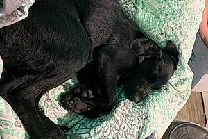 Name Labrador Retriever Dog Aries