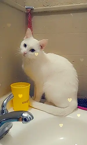 Name  Other Cat Blanca