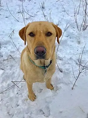 Name Labrador Retriever Dog Buford