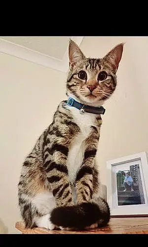 Name British Shorthair Cat Tigger