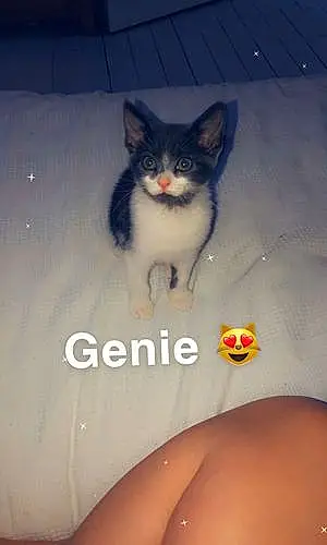 Name Cat Genie