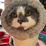 Cat, Felidae, Carnivore, Small To Medium-sized Cats, Whiskers, Fawn, Snout, Domestic Short-haired Cat, Moustache, Paw, Eyewear, Human Leg, Furry friends, Tail, Nail, Claw, Terrestrial Animal, Foot