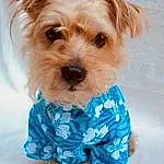 Dog, Canidae, Maltepoo, Dog breed, Puppy, Morkie, Dog Clothes, Companion dog, Schnoodle, Carnivore, Yorkshire Terrier, Yorkipoo, Snout, Puppy love, Toy Dog, Small Terrier, Rare Breed (dog), Terrier, Sporting Lucas Terrier