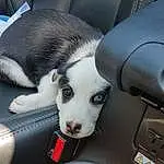 Dog, White, Dog breed, Carnivore, Whiskers, Comfort, Companion dog, Vehicle, Collar, Fawn, Car, Auto Part, Snout, Hood, Canidae, Car Seat, Paw, Furry friends, Windshield