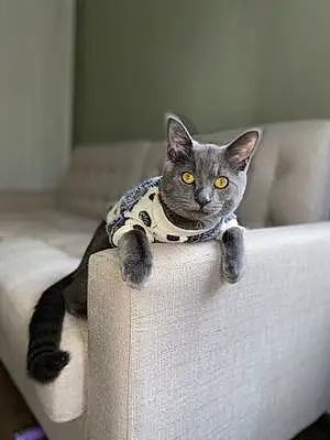 Chartreux Cat Rufus