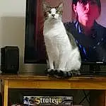 Cat, Felidae, Carnivore, Whiskers, Small To Medium-sized Cats, Television Set, Tail, Formal Wear, Window, Display Device, Furry friends, Domestic Short-haired Cat, Shelf, Machine, Flat Panel Display, Gadget, Television, Table, Home Appliance, Photo Caption