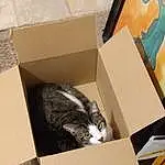 Cat, Shipping Box, Wood, Carnivore, Whiskers, Felidae, Packaging And Labeling, Carton, Small To Medium-sized Cats, Box, Window, Tree, Cardboard, Tail, Packing Materials, Hardwood, Domestic Short-haired Cat, Art, Paper Product, Paper