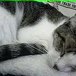 Cat, Felidae, Carnivore, Grey, Whiskers, Small To Medium-sized Cats, Comfort, Snout, Close-up, Furry friends, Tail, Domestic Short-haired Cat, Paw, Nap, Sleep, Black & White
