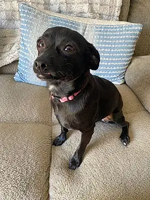 Name Chihuahua Dog Ivy