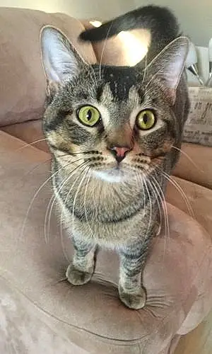 Name American Shorthair Cat Harold