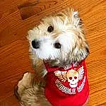 Dog, Dog Clothes, Canidae, Dog breed, Maltepoo, Maltese, Schnoodle, Puppy, Companion dog, Morkie, Carnivore, Snout, West Highland White Terrier, Terrier, Sporting Lucas Terrier, Puppy love, Havanese, Cavachon, Furry friends