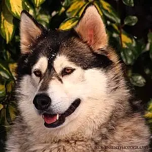 Name Husky Dog Freya