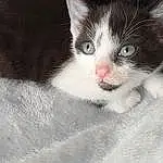 Cat, Small To Medium-sized Cats, Whiskers, Felidae, White, Kitten, Carnivore, Skin, Eyes, Nose, Domestic Short-haired Cat, Aegean cat, Black-and-white, American Wirehair, Polydactyl Cat, Snout, Furry friends, Iris, European Shorthair