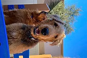 Name Airedale Terrier Dog Audi