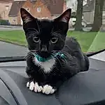 Cat, Window, Carnivore, Felidae, Whiskers, Plant, Small To Medium-sized Cats, Tree, Vroom Vroom, Snout, Tail, Electric Blue, Grass, Windshield, Domestic Short-haired Cat, Furry friends, Automotive Exterior, Automotive Window Part, Black cats, Glass