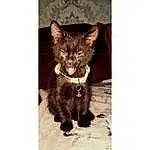 Cat, Felidae, Carnivore, Small To Medium-sized Cats, Whiskers, Fawn, Terrestrial Animal, Liver, Snout, Domestic Short-haired Cat, Tail, Furry friends, Paw, Dog breed, Claw, Black cats, Collar