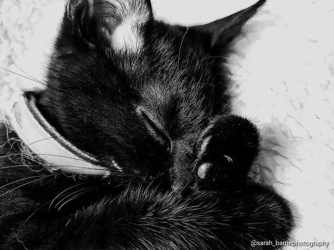 Cat, Felidae, Carnivore, Small To Medium-sized Cats, Whiskers, Iris, Style, Black-and-white, Ear, Snout, Monochrome, Black & White, Furry friends, Black cats, Domestic Short-haired Cat, Claw, Still Life Photography, Paw