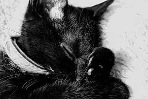 British Shorthair Cat Milo