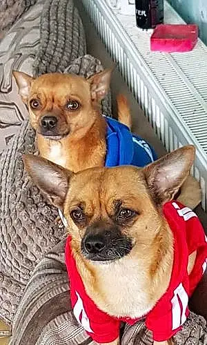 Chihuahua Dog Gizmo And Callum