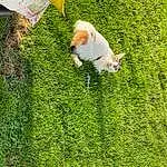 Plant, Green, Dog, Grass, People In Nature, Carnivore, Dog breed, Groundcover, Companion dog, Lawn, Meadow, Grassland, Shrub, Leisure, Pasture, Tail, Garden, Felidae