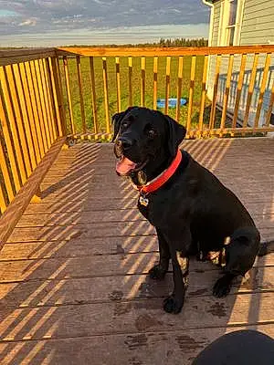 Name Labrador Retriever Dog Zeus
