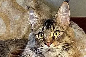 Name Maine Coon Cat Harry