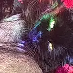 Cat, Felidae, Carnivore, Small To Medium-sized Cats, Iris, Whiskers, Ear, Fawn, Snout, Black cats, Close-up, Furry friends, Liver, Siamese, Bombay, Magenta, Electric Blue, Claw, Paw, Plant