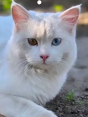 Name Cat Boris