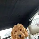 Dog, Dog breed, Carnivore, Companion dog, Fawn, Car Seat Cover, Snout, Vehicle Door, Toy, Comfort, Vehicle, Seat Belt, Automotive Exterior, Furry friends, Car Seat, Canidae, Windshield, Eyewear, Pet Supply
