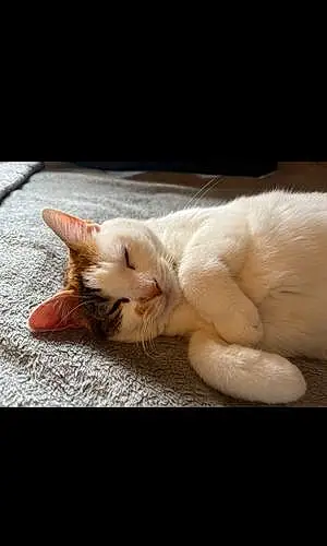Name American Shorthair Cat Callie