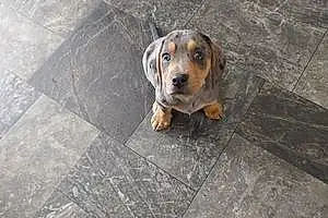 Name Beagle Dog Beanie