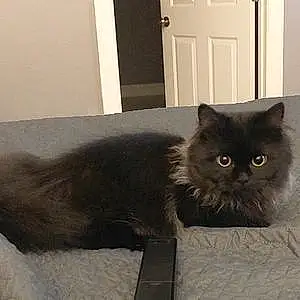 Name Persian Cat Blair