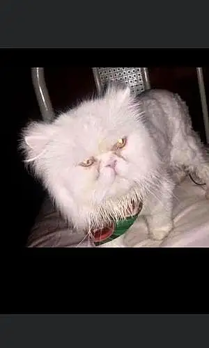 Name Persian Cat Jynx