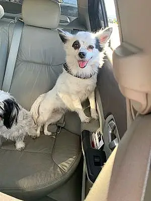 Name Chihuahua Dog Kaylee