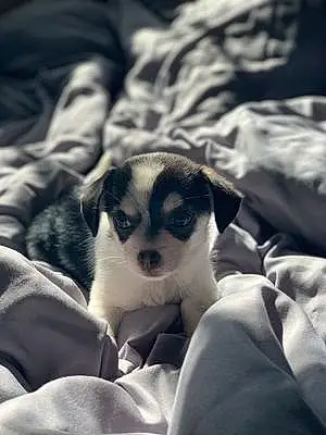Name Chihuahua Dog Faye
