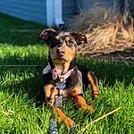 Dog, Dog breed, Carnivore, Plant, Fawn, Companion dog, Grass, Working Animal, Snout, Grassland, Window, Toy Dog, Dog Supply, Dog Clothes, Happy, People In Nature, Canidae, Guard Dog, Working Dog