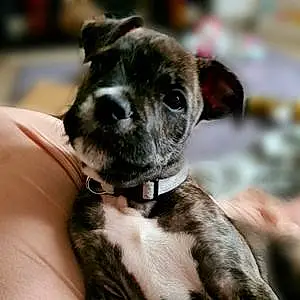 Name Staffordshire Bull Terrier Dog Koba