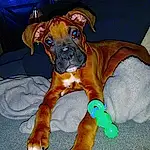 Dog, Dog breed, Carnivore, Working Animal, Fawn, Liver, Companion dog, Dog Supply, Terrestrial Animal, Boxer, Pet Supply, Whiskers, Working Dog, Canidae, Comfort, Non-sporting Group, Tail