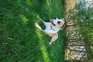 Name Pitt Bull Terrier Dog Archer