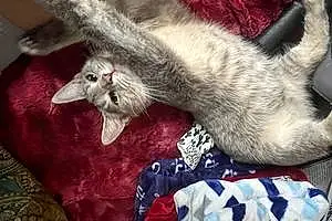 Persian Cat Sapphire