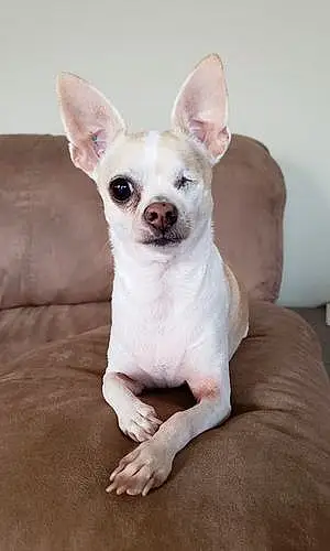 Name Chihuahua Dog Desi