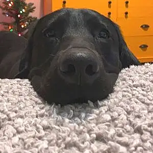 Name Labrador Retriever Dog Fozzie