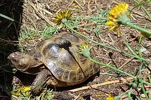 Name Turtle / Tortoise Harold