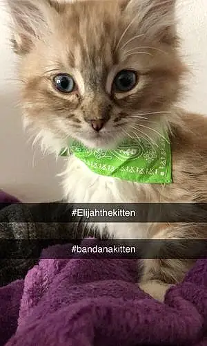 Name Ragdoll Cat Elijah