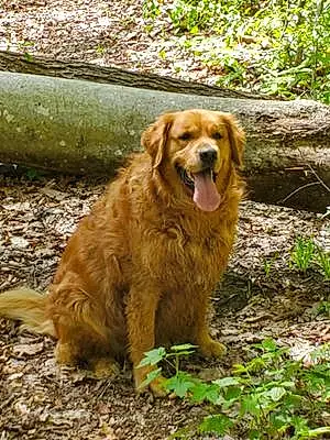 Golden Retriever Dog Cody