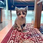 Cat, Felidae, Small To Medium-sized Cats, Whiskers, Kitten, Carnivore, Asian dog, Domestic Short-haired Cat, Fawn, European Shorthair, Ojos Azules, Furry friends, Tabby cat, Munchkin