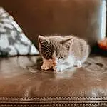 Cat, Small To Medium-sized Cats, Felidae, Whiskers, Kitten, Carnivore, Furry friends, Asian dog, Paw, European Shorthair, Munchkin, Domestic Short-haired Cat, Polydactyl Cat, Fawn, Burmilla